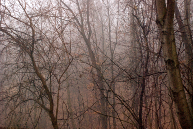 Misty Woodlands
