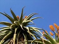 Aloe tree tops
