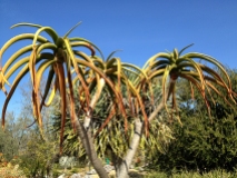 Aloe trees