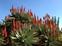 Aloes and sky