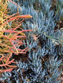 Coral & blue aloes