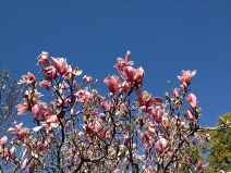 Pink magnolia