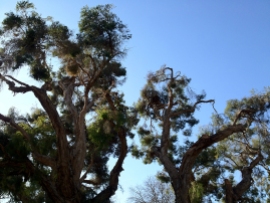 Melalueca tree