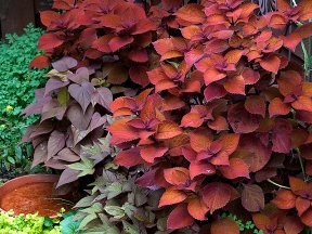Coleus and red Ipomea