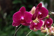 Deep rose magenta orchid