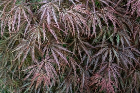 Weeping red Japanese maple