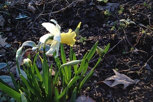Daffodil 'Verdant Meadow'