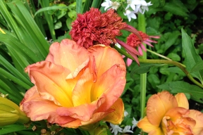 Daylily 'Frances Joiner' and Echinacea 'Guava Ice'