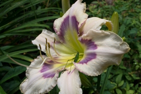 Daylily 'Mokan Butterfly' with visitor