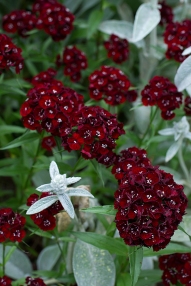 Dianthus 'Heart Attack'