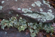 Lichen and ivy