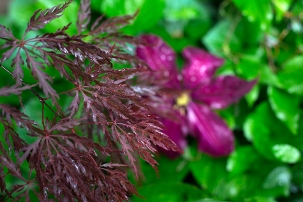 Acer japonica 'Inaba Shidare' and Clematis 'Niobe'