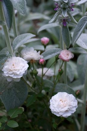 Polyantha rose 'White Pet'