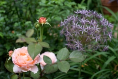 English rose 'Tamora' & Allium christophii
