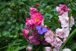 'Carpet Pink' rose and Tradescantia ohioensis