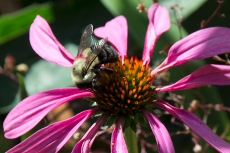 Bee and Echinacea