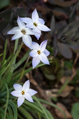 Spring star flower (Iphieon uniflorum)
