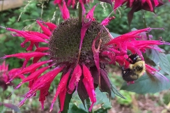 Bumble bee on Mondarda 'Raspberry Wine'