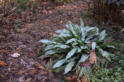 Silver lungwort