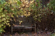 Garden bench and Hydrangea arborescens