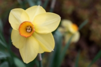 Daffodil 'La Traviata'