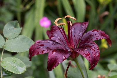Asiatic Lily 'Landini'