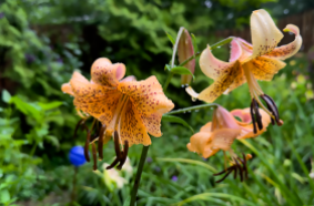 Lily 'Tiger Babies'