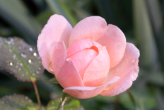 Rose 'Ambridge Rose'